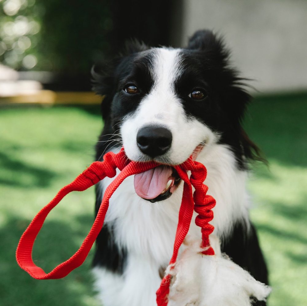 marche-en-laisse-education-chien