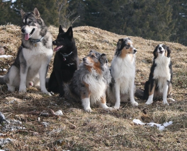 groupe-chiens-cours-collectifs-education-dressage