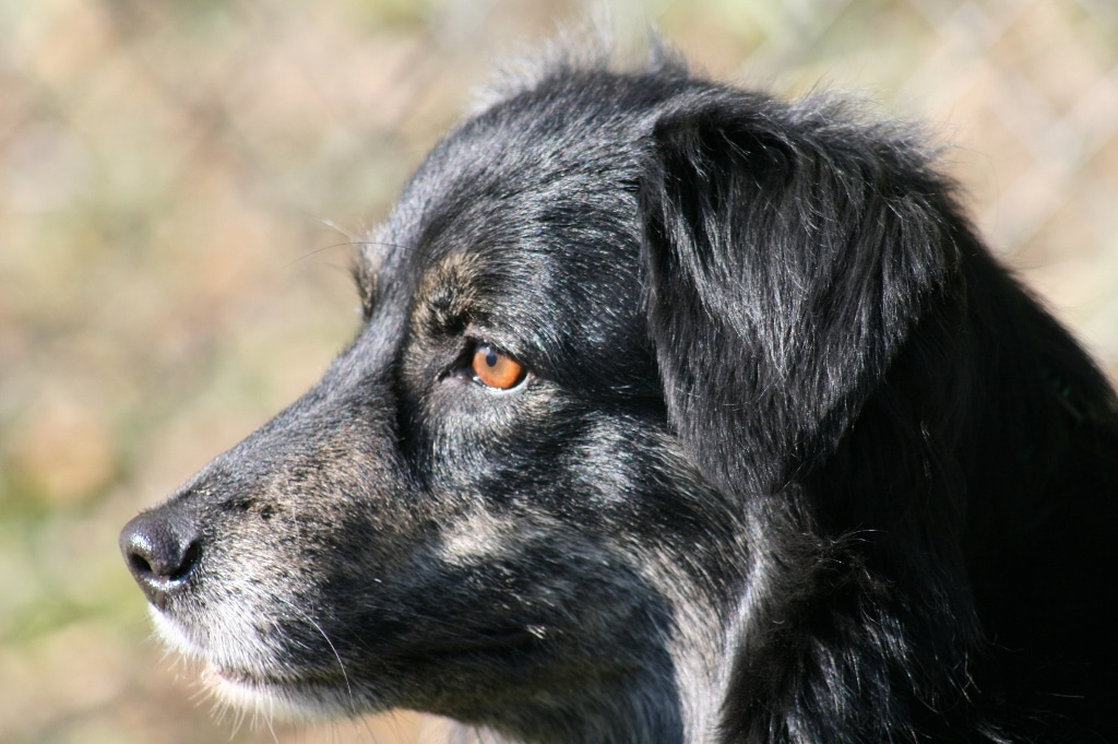 education-canine-positive-thonon-les bains