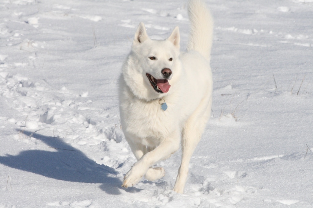 husky-samoyede-blanc